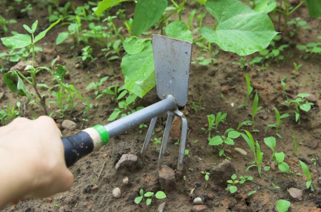 Outil pour désherber Soldes -Outil pour désherber Soldes 5