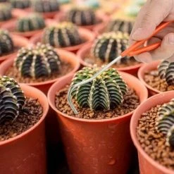 MONLY Couteau à Crochet Outil De Jardinage Robuste Crochet De Racine Pour Ameublir Le Sol Avec Une Prise Confortable -Outil pour désherber Soldes 54320289 5