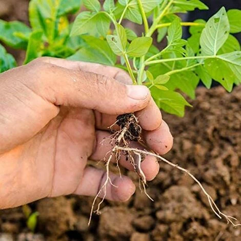 HAZEL Manuel Root Lifter Désherbeur Désherbeurs Jardin Pelouse Terres Agricoles Transplantation Jardinage Bonsa? Outils 4 HAZEL Manuel Root Lifter Désherbeur Désherbeurs Jardin Pelouse Terres Agricoles Transplantation Jardinage Bonsa? Outils – Image 4